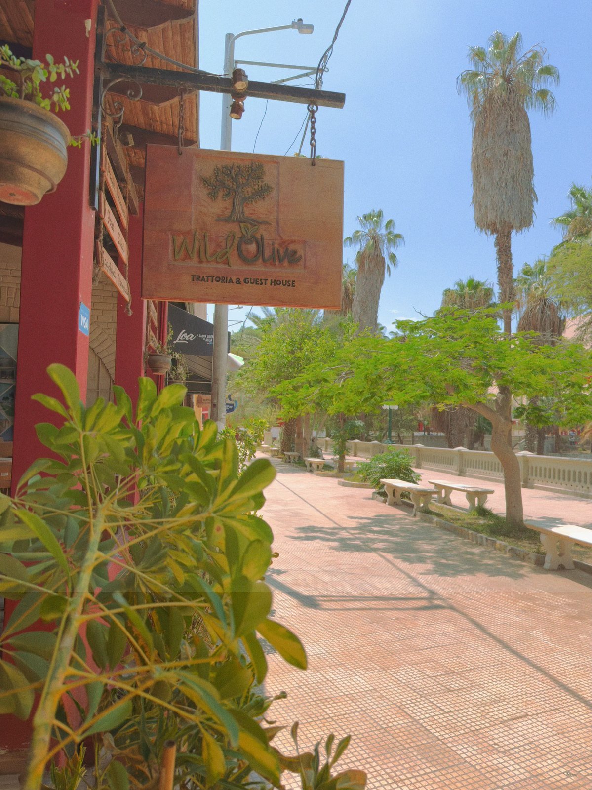 Terraza de Wild Olive entre palmeras en el oasis de Huacachina
